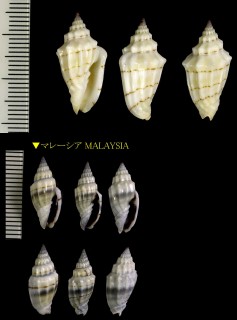 ハイイロミノムシ Vexillum gruneri small