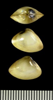 ニジミナトガイ Mactra iridescens small