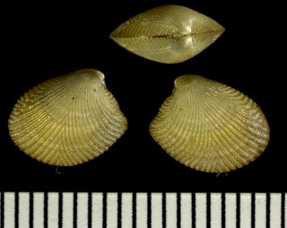 ツボミキララ Acila minutoides small