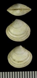チゴシラオガイ Dorisca nana small
