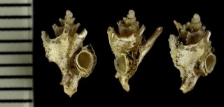 ヨツカドエントツヨウラク cf. Siphonochelus nitens small