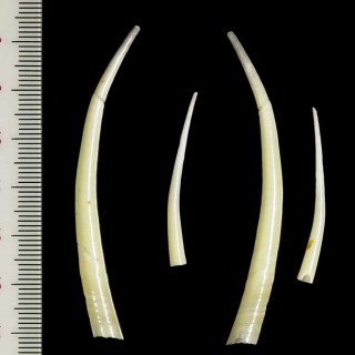 サフランンツノガイ Calliodentalium crocinum small