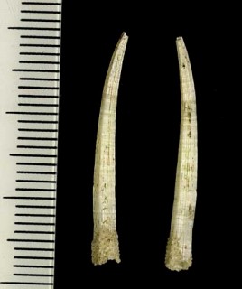 LcmKC Entalinopsis intercostata