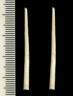 ncmKC Omniglypta cerina
