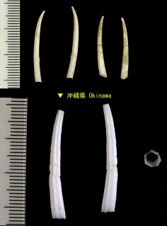 nu^GcmKC Entalinopsis habutae