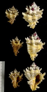 カリブオニコブシ Vasum capitellum small