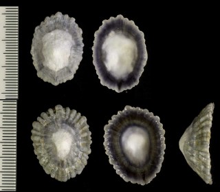 ハッポウスソカケ Hemitoma octoradiata small