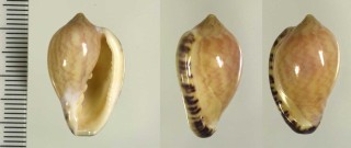 カズラヘリトリ Marginella limbata small