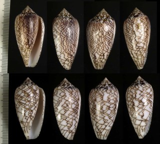シロフタガヤサンミナシ Conus textile scriptus small