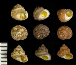 シタダミの仲間02 Gibbula loculosa small