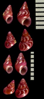 ハシノミキビの仲間 Eatoniella flammulata small