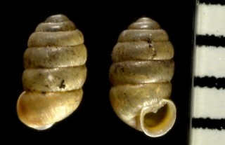 サナギガイの仲間 Pupilla triplicata small