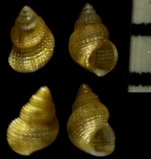 ビーンツボの仲間 Alvania punctura small