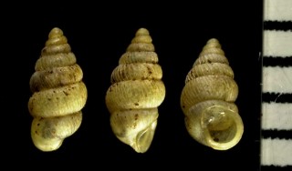 ウオズミゴマガイ Diplommatina uozumi small