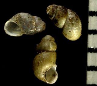 ホラアナミジンニナの仲間 Bythinella austriaca small
