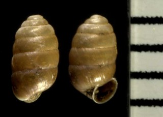 チャイロサナギガイ Pupilla muscorum small
