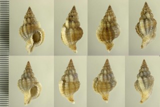 ナサバイの仲間　南アフリカ Nassaria gracilis small