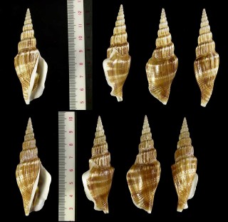 ナガタケノコシドロ Strombus vittatus apicatus small
