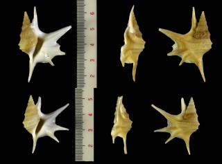 ヒメモミジソデ Aporrhais serresianus small
