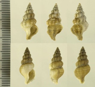 ヒメニシ 未詳種 Hindsia sp. small