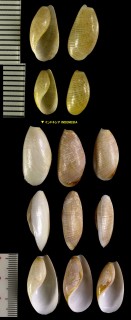 スイフガイ 水夫貝 Nipponoscaphander japonica small