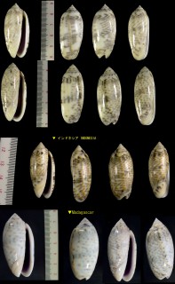 カネコマクラ Oliva caerulea small