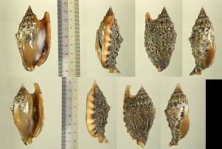 ヤヨイソデ Strombus aratrum chrysostomus small