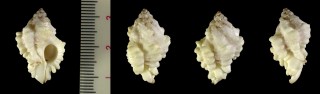 ビューネイヨウラク (仮称) Favartia burnayi small