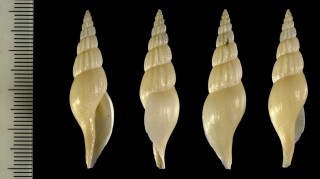ヒメワタゾコボラ Benthovoluta barthelowi small