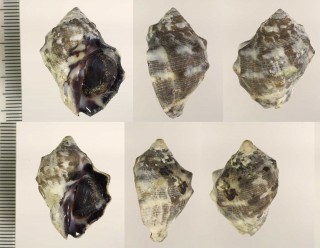 コイボテツレイシ Mancinella intermedia small