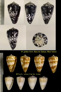 クロシロイモ Conus ateralbus small