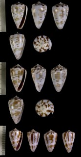 ニセケープベルデイモ Conus pseudonivifer small