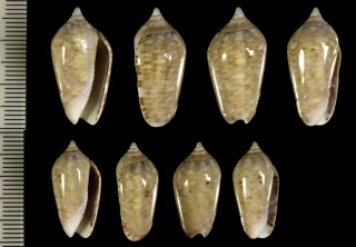 ホバナマクラの一種 Oliva spicata violacea small