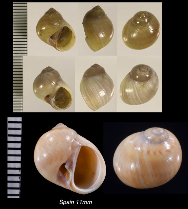 ヤサタマガイ Lunatia pulchella small