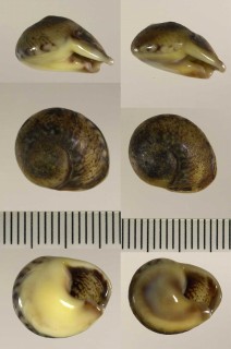 オヒネリムシロ Cyclope pellucida small