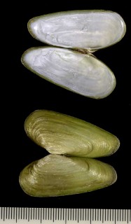 チュウハナグモリ Glauconome rugosa small