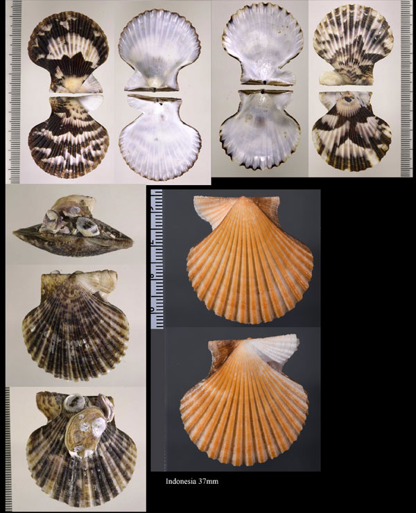インドナデシコ Volachlamys tranquebaria small