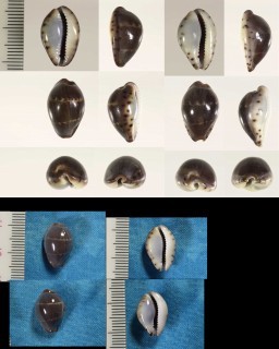 アンドロダカラ Palmadusta androyensis small