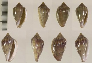 ヘリトリガイ　西アフリカ Marginella arenaria small