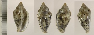 ソバカスヘリトリ Marginella pseudofaba small