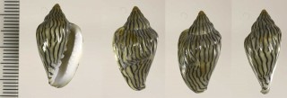 ハルサメヘリトリの仲間 Marginella reeveana small