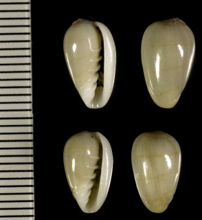 クモリトリノコ Marginella fischeri small