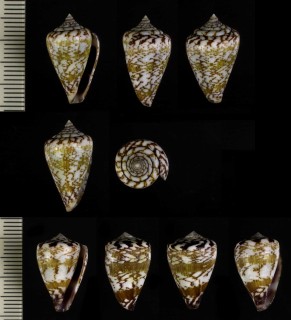 デルバドイモ Conus derrubado small