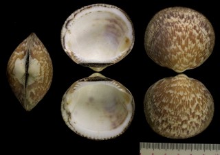 ホンタマキガイ Glycymeris glycymeris small