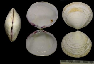 アルメハガイ Semele solida small
