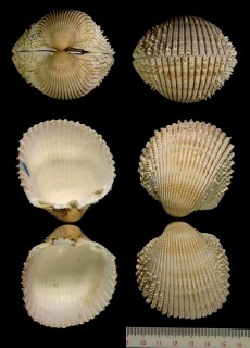ハリザル Acanthocardia spinosa small
