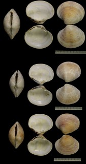ホンヌノメアサリ Protothaca thaca small