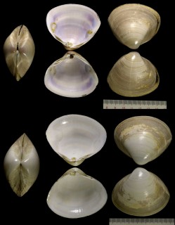 スジタママキ Mactra corallina small