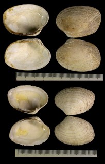 ヨーロッパアサリ Ruditapes decussatus small