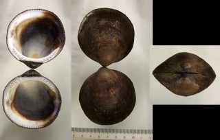 チチュウカイタマキ Glycymeris bimaculata small